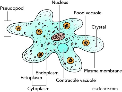  阿米巴原蟲：一個看不見邊界的單細胞生物世界！