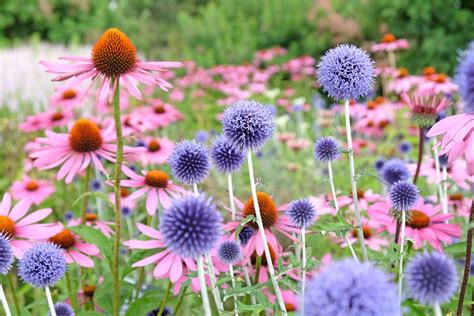 Are Balloon Flowers Deer Resistant? Exploring the Intricacies of Garden Defense and Floral Mysteries