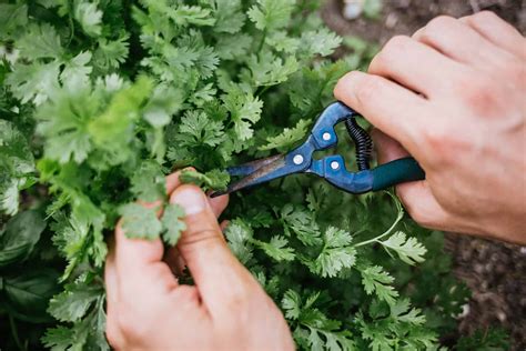 Can You Harvest Cilantro After It Flowers? And Why Do Bees Love It So Much?