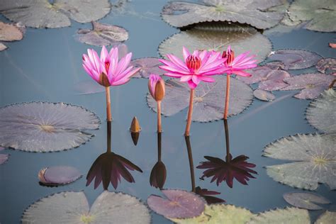 Do Lotus Flowers Grow in Mud: A Reflection on Beauty and Resilience