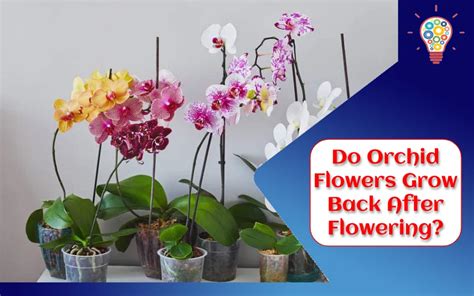 Do Orchid Flowers Grow Back: A Journey Through the Mysteries of Reblooming