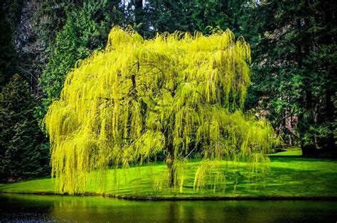 Do Willow Trees Have Flowers? Exploring the Mysteries of Nature's Elegance