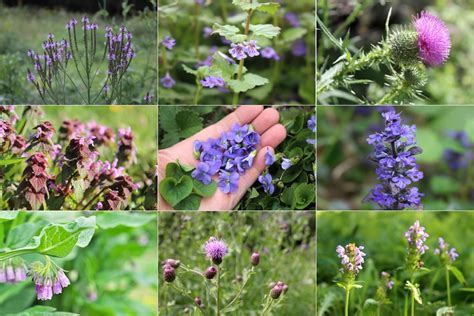 Does Grass Have Flowers? And Why Do They Whisper Secrets to the Wind?