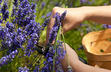 How to Harvest Lavender Flowers: A Symphony of Scents and Seasons