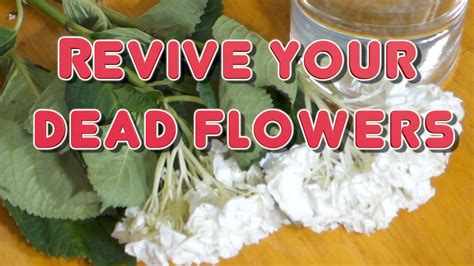 How to Revive Dead Flowers: A Journey Through Unconventional Wisdom and Whimsical Possibilities