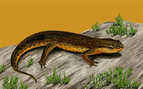   Responsable Eastern Newt: Mastering the Art of Regeneration and Living Both on Land and in Water!