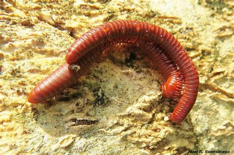   rowspan=2rusty Millipede，這神秘的蠕蟲擁有驚人的再生能力！