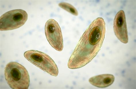  蟲體奇特，寄生於脊椎動物的Toxoplasma gondii