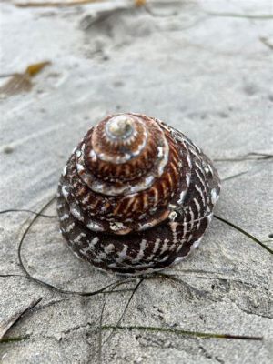   turban Snail 牠的螺旋貝殼究竟藏著什麼秘密！