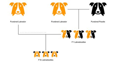 What Does F1 Mean in Dog Breeding: Unraveling the Genetic Tapestry