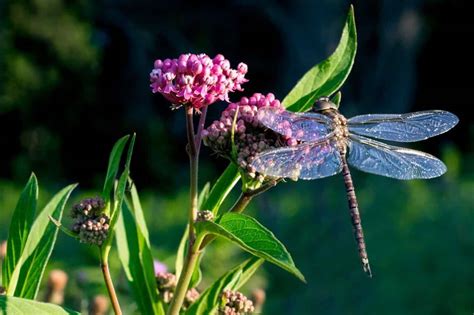 What Flowers Do Dragonflies Like, and Why Do They Dance in the Rain?