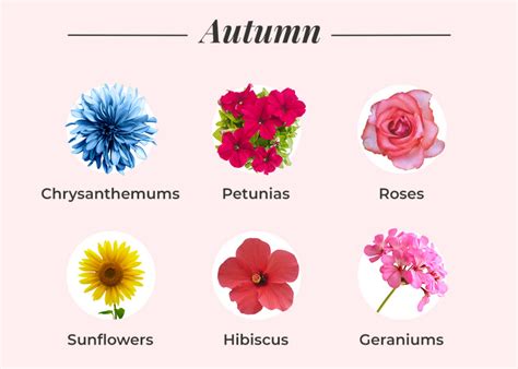 What Flowers to Plant in Fall: A Guide to Autumn Gardening and the Mysteries of Seasonal Blooms