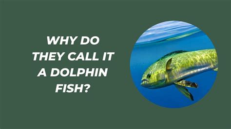 What is the Term for Breeding in Fish? And Why Do They Sometimes Glow in the Dark?