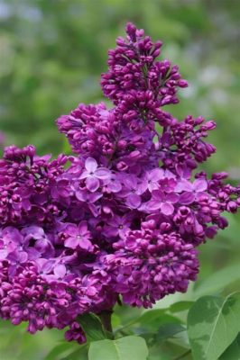 Where to Buy Lilac Flowers: A Journey Through Fragrance and Fantasy