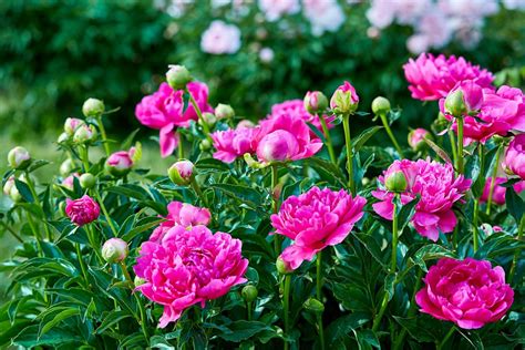 Where to Buy Peonies Flowers: A Journey Through Petals and Paradoxes